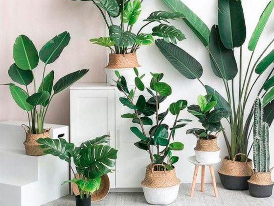 Plantas d interior