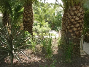 Diseño de camino de jardín rodeado de palmeras y plantas ornamentales