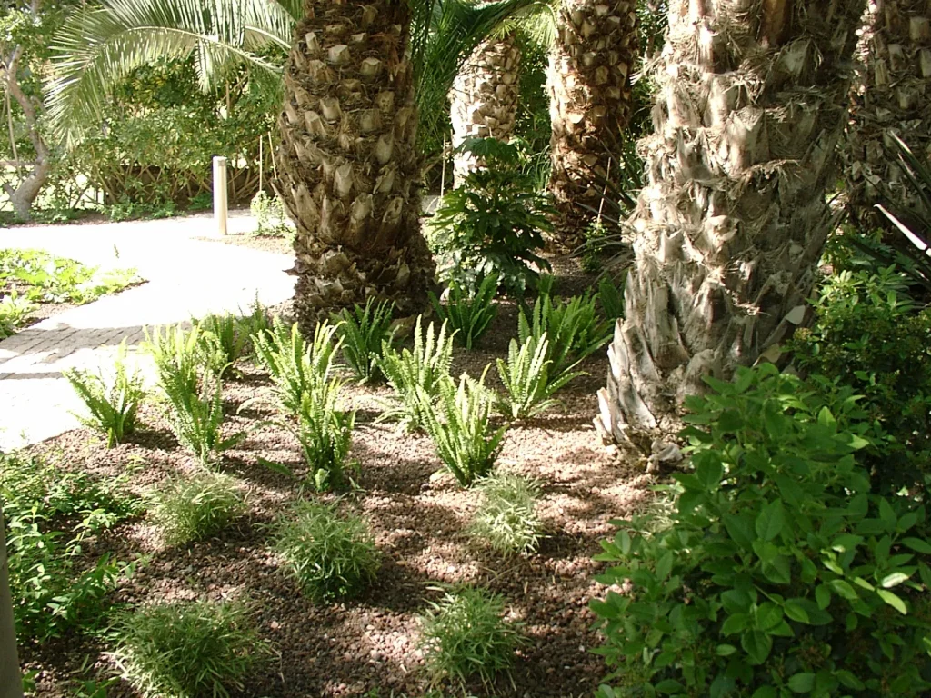 Paseos de jardín con palmeras y zonas ajardinadas