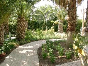 Sendero exterior rodeado de palmeras y plantas ornamentales