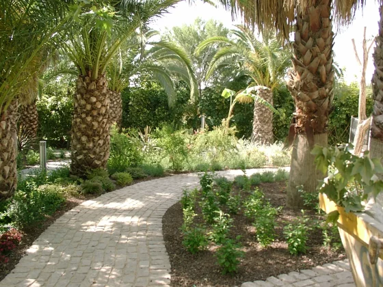 Sendero exterior rodeado de palmeras y plantas ornamentales