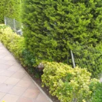 Setos perimetrales y plantas ornamentales en jardín privado