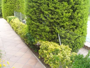 Setos perimetrales y plantas ornamentales en jardín privado
